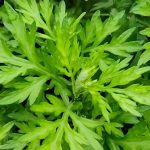 Artemisia leaves