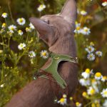 Lightweight Rustic Brown Pet Harness: Stylish Comfort for Daily Outings HH530